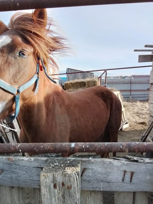 Бие сатылады. Срочно сатылады