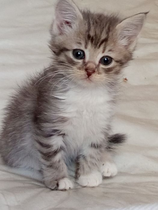 Отдам котят 1.5 месяца