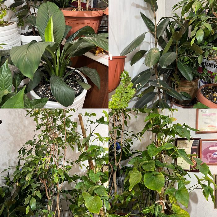 Спочно продам цветы в горшках