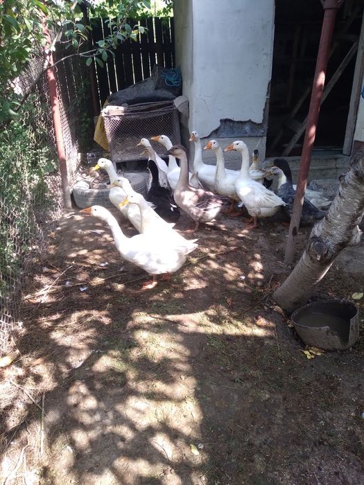 Vând gaste și rate