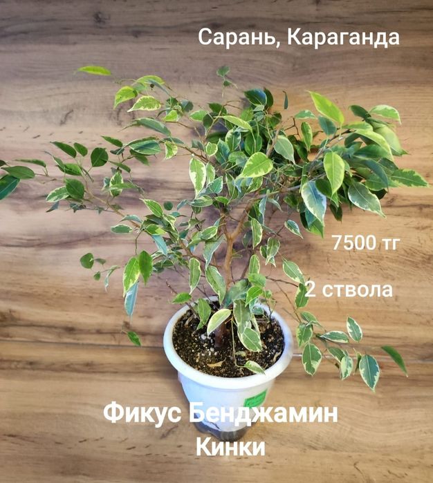 Фикус разный 3...