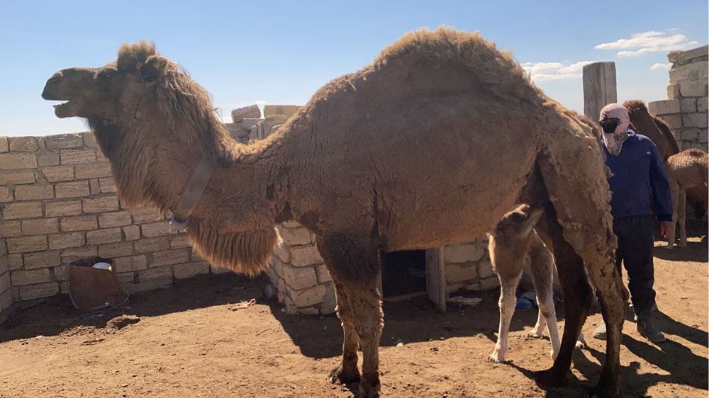 Боталы түйе сатылады