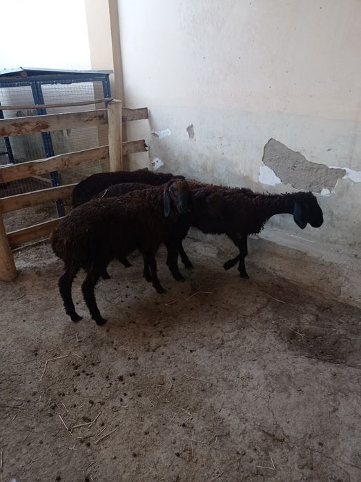 Qoylar sotiladi qochqor 4 ta