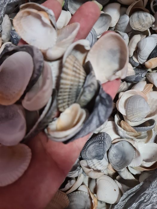 Ракушки ракушки продам