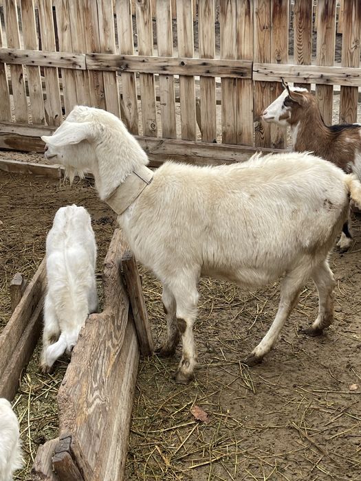 Нуб пародистая сауынды ешкі