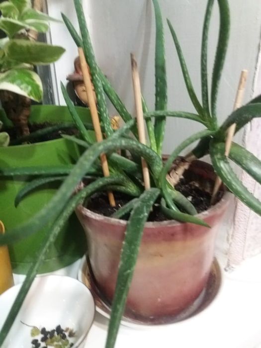 Продам алое  3 годичные