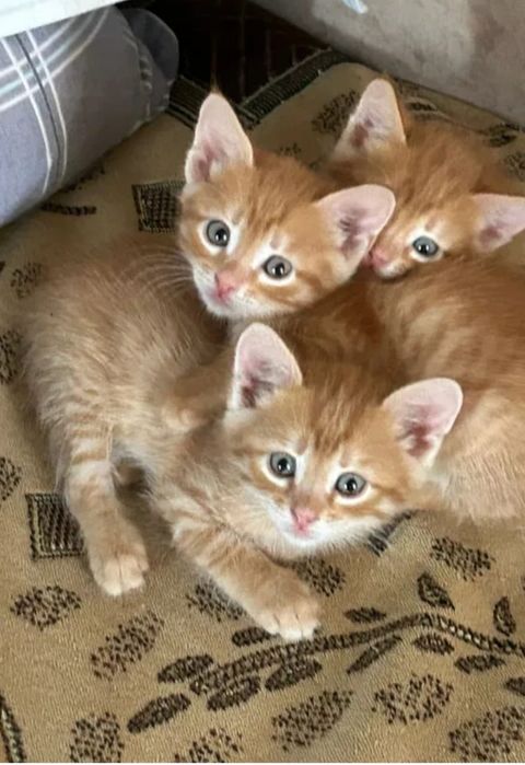 Котята в добрые руки