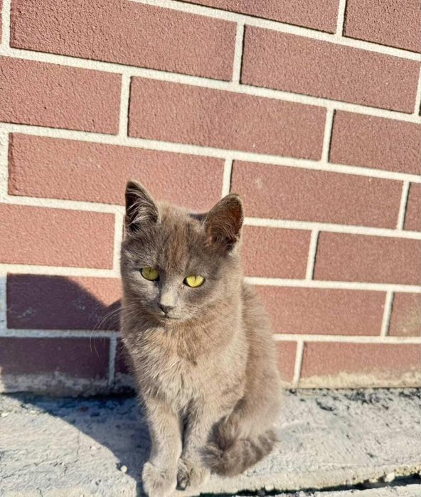 Кошечки в добрые руки