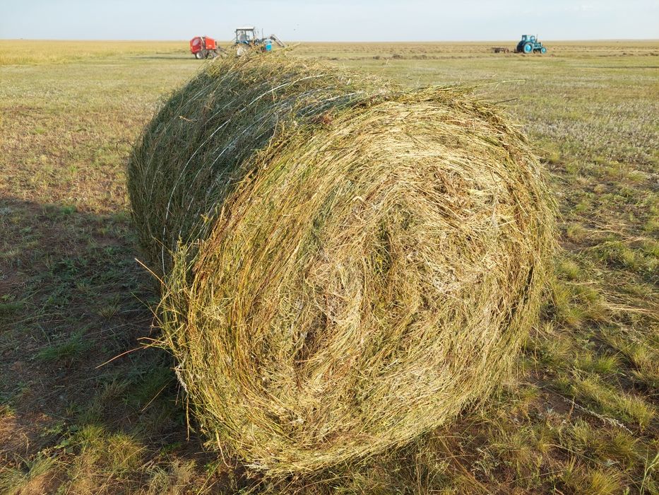 Шөп сатылады сапасы жақсы