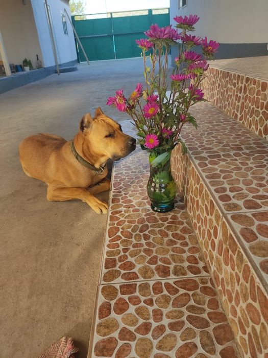 Чистокровный Питбуль мальчик