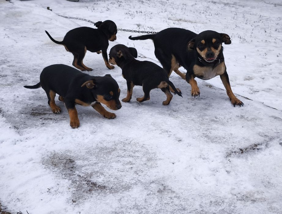 Продавам пинчери