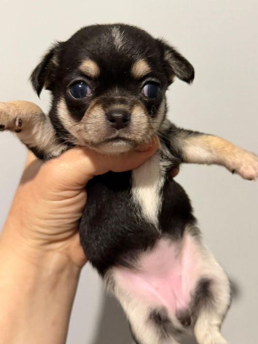 Чихуахуа чёрно подпалые