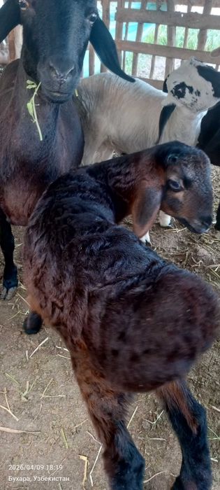 Arashan barra qo'chqorcha 10000$