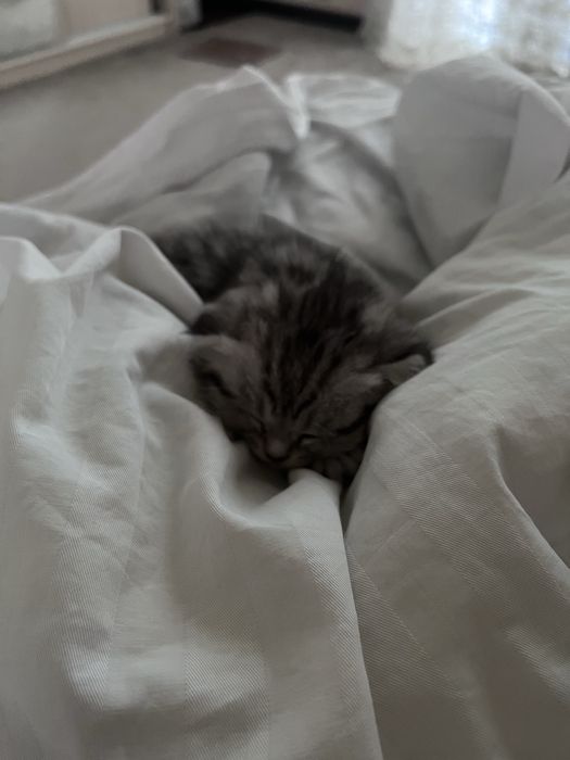 шотландская вислоухая кошка