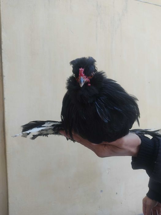 Япон хурози сотилади