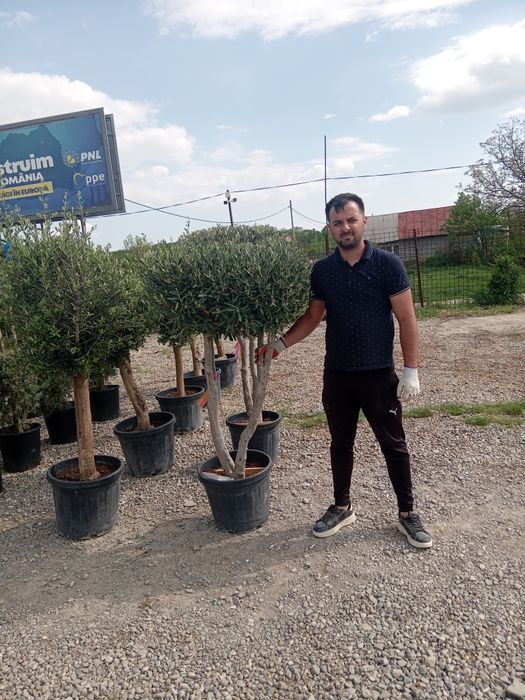 Globulari tuia leilandi