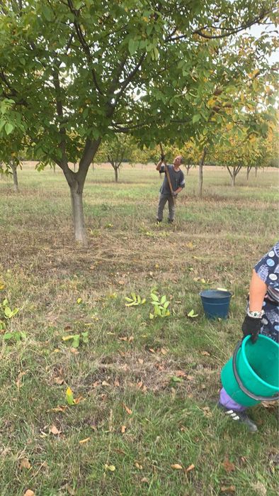 Плодоотдавща Орехова градина