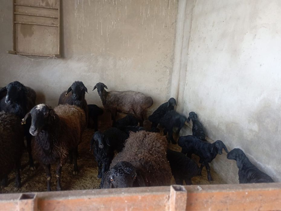 Қой сатылады қозысымен