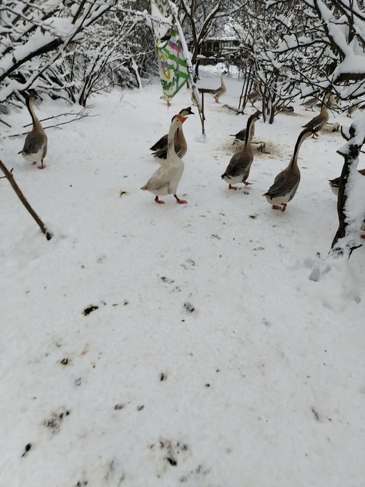 gaste chinezesti curunculate