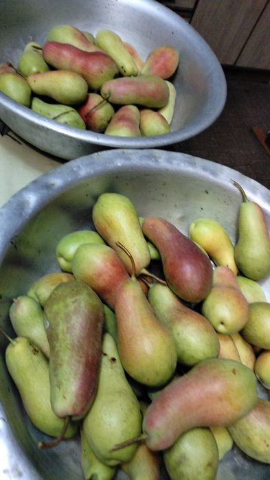 Саженцы яблони и груши