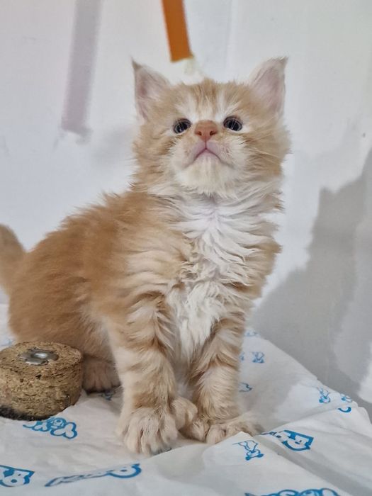 Шикарный полидакт  Мейн-Кун