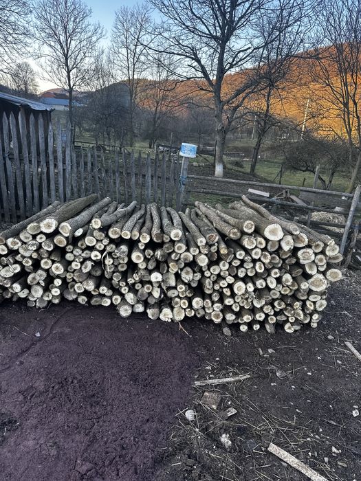 Vând parii de salcâm