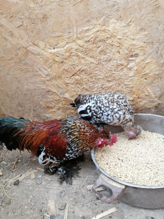 Продам петушков алтайском бентамки