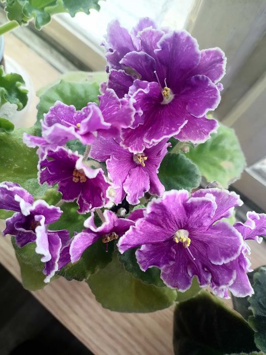 Продам сортовые цветущие фиалки