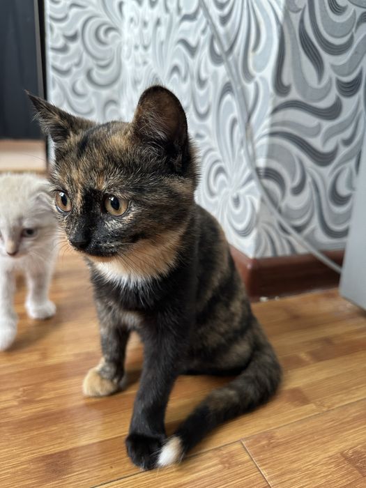 Котята отдам добрые руки!!