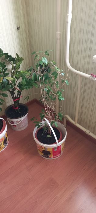 Домашние цветы долларовые