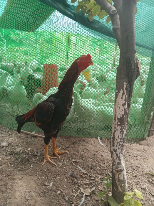 Dakan O SHamo imperia