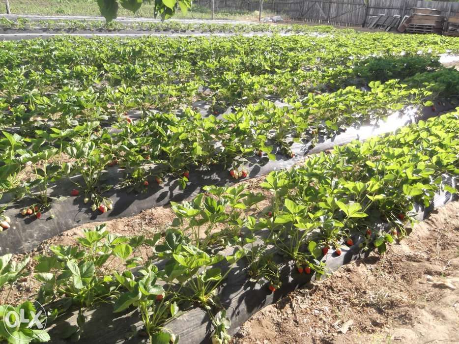 vand rasad/stoloni capsuni soiuri remontante,anuale ALBION