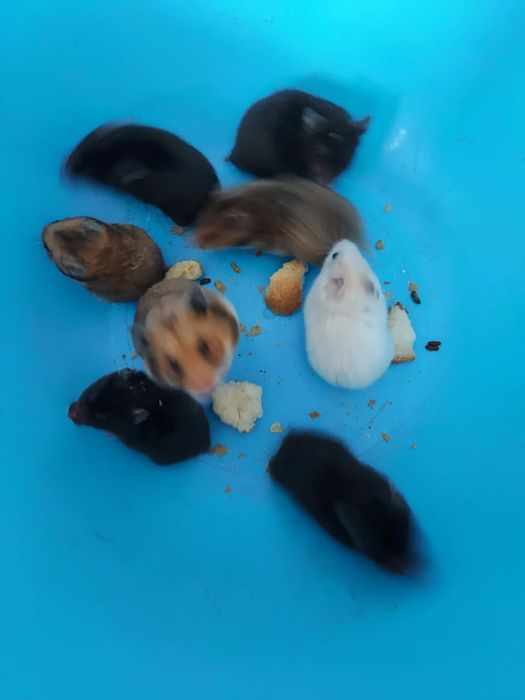 Сирийские хомячки