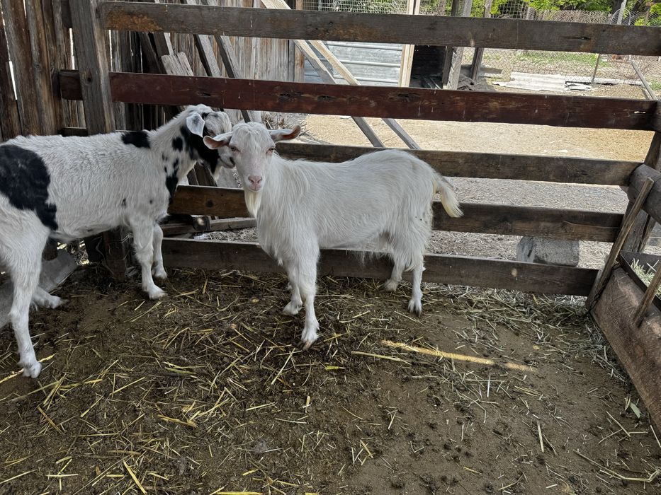 Ешкі сатыдады 1 жас