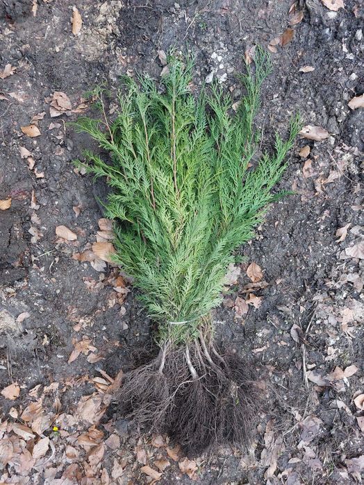 Puieti chiparos albastru- Camaecyparis lawsoniana