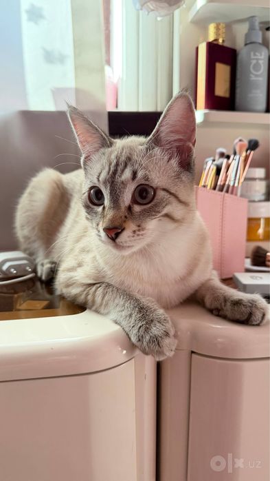 Отдам в добрые руки котика по кличке ( Пузя )