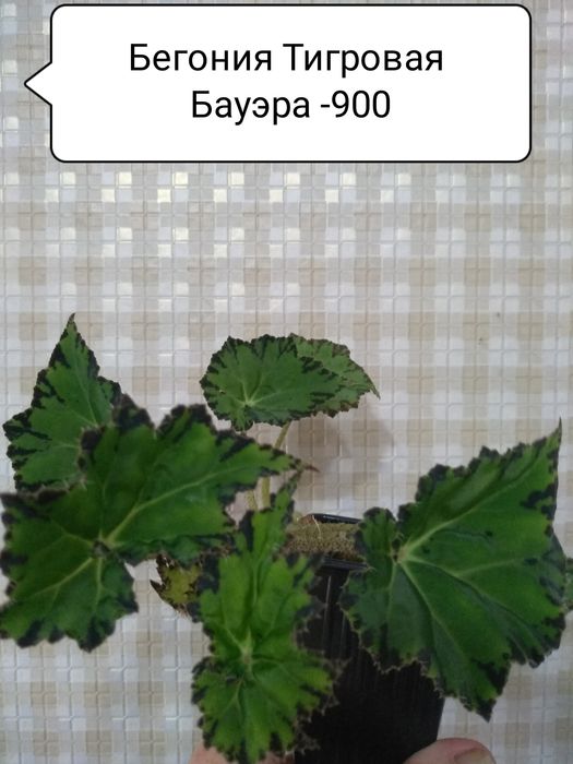 Продам Комнатные цветы