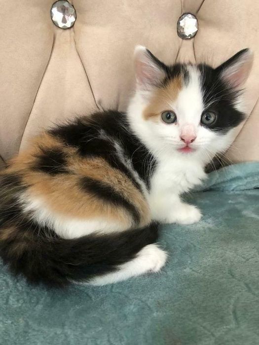 Siberiana de Pădure