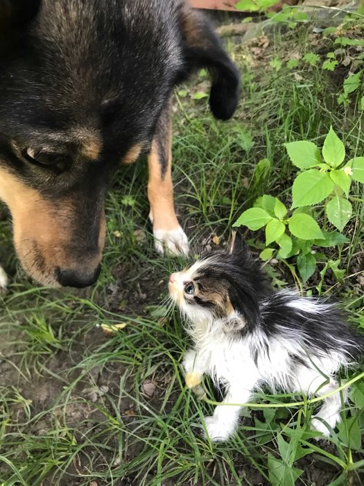 Отдам бесплатно котёнка.