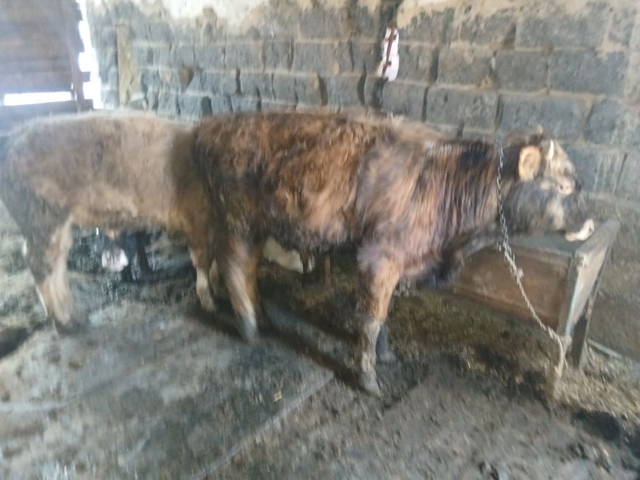 Сатылады талгарда тур