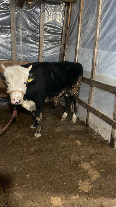 Өгіз бұқа еркек бұзау