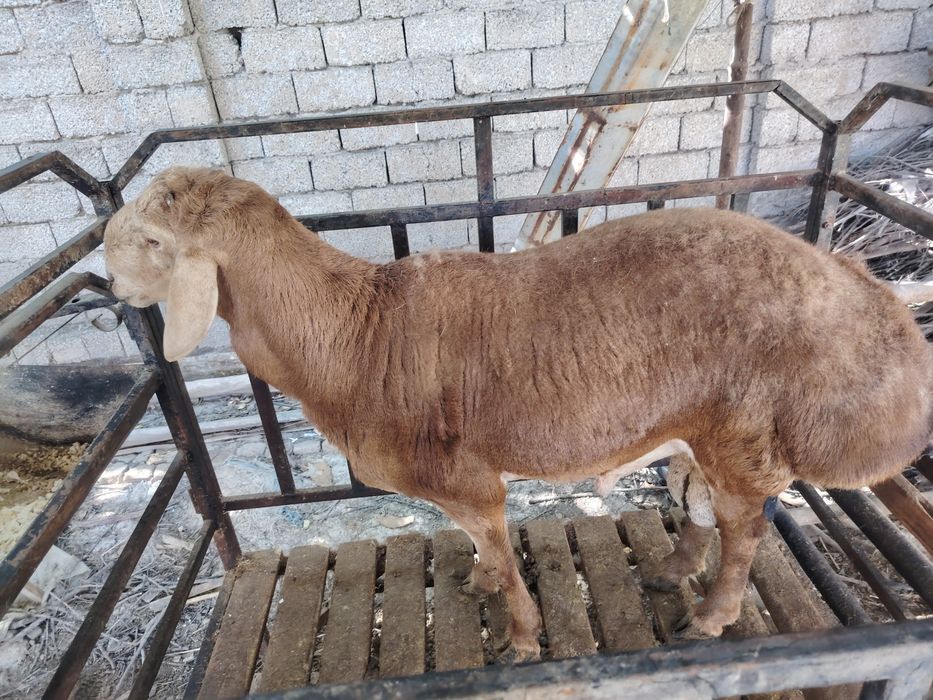 Qirg'iz qo'chqor sotiladi 2 tish semiz