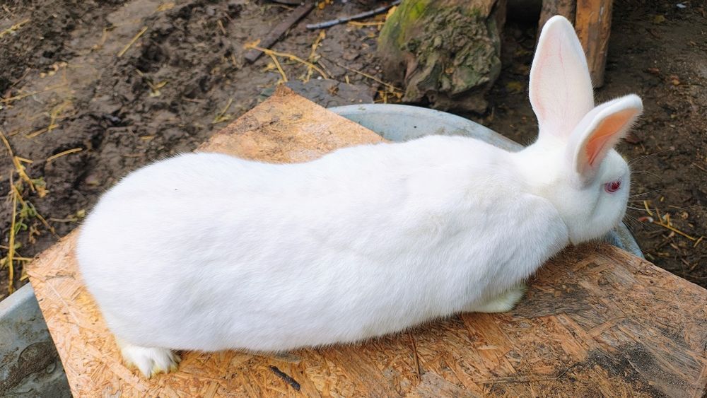 Iepuri Panon - Femele