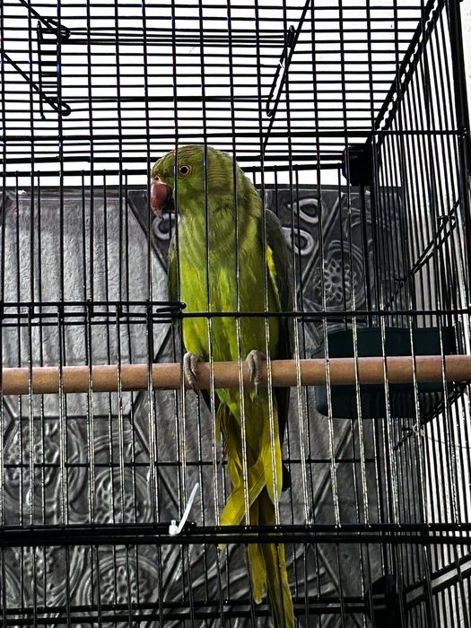 Продам ожереловый попугай 2 года