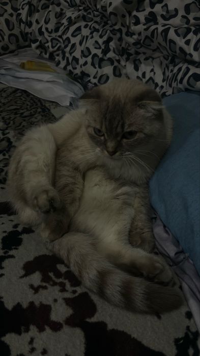кошка скотиш фолд