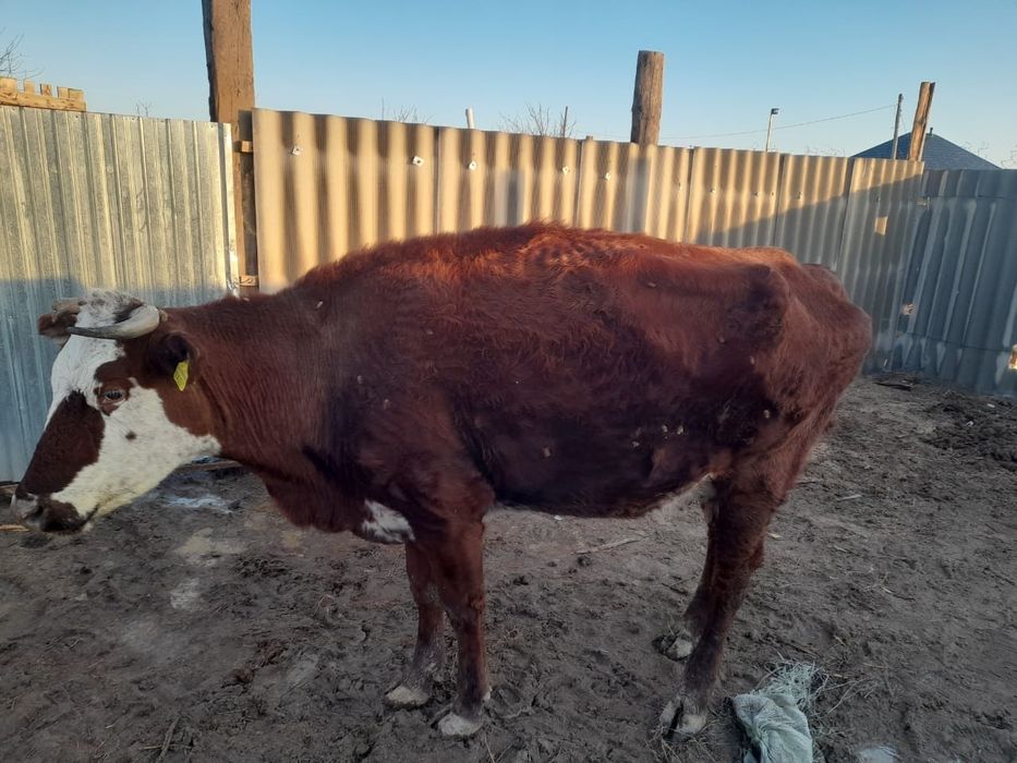 Сиыр малы сатылады