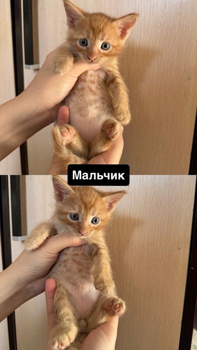 котята бесплатно