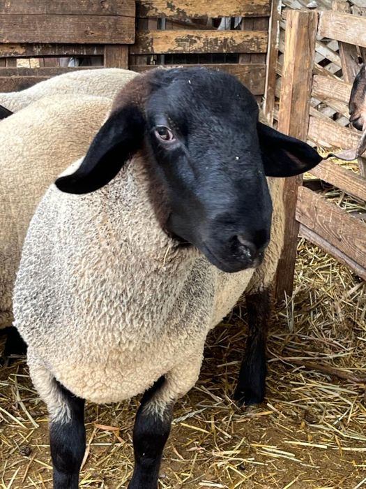 Oi, Miei si Berbeci Suffolk