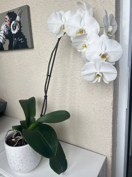 Орхидеи королевские. Гиганты