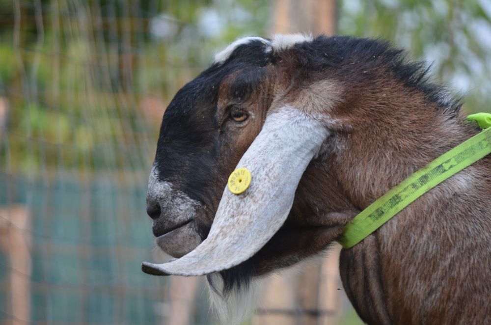 De vânzare țăpic  anglo-nubian